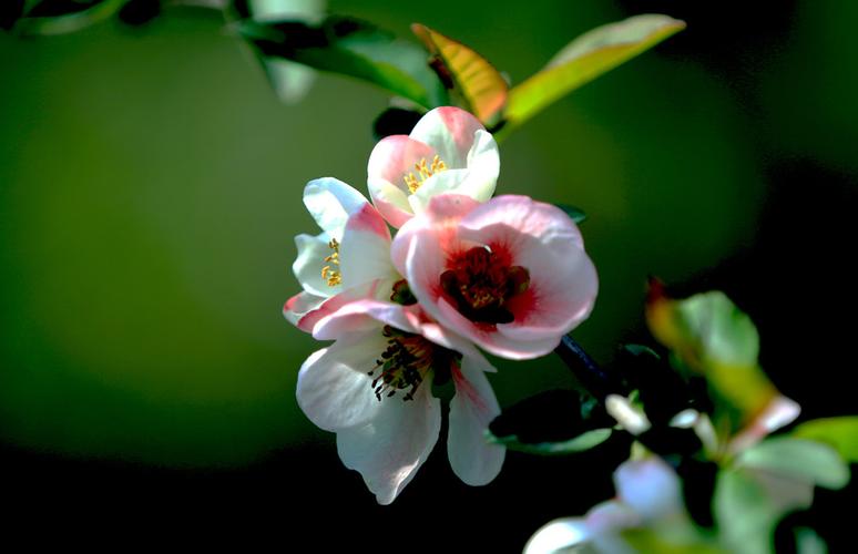 菠菜网址：最新菠菜导航(最新菠菜导航评级网) (2)