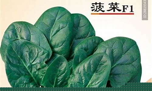 菠菜公司广告(菠菜公司是干什么的)