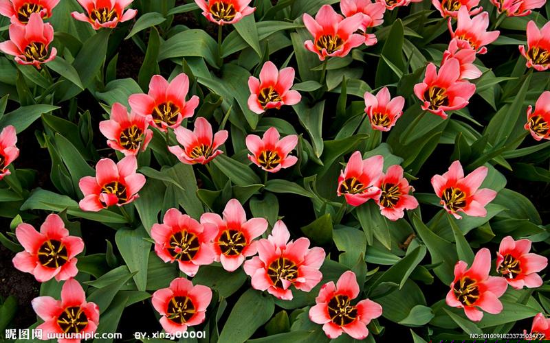 菠菜公司网址(菠菜公司网址是什么)